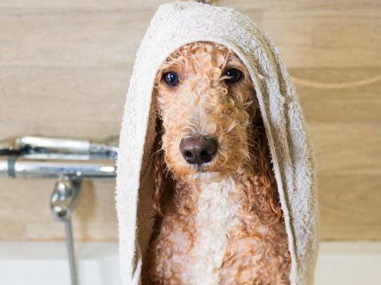Dog bath cost deals
