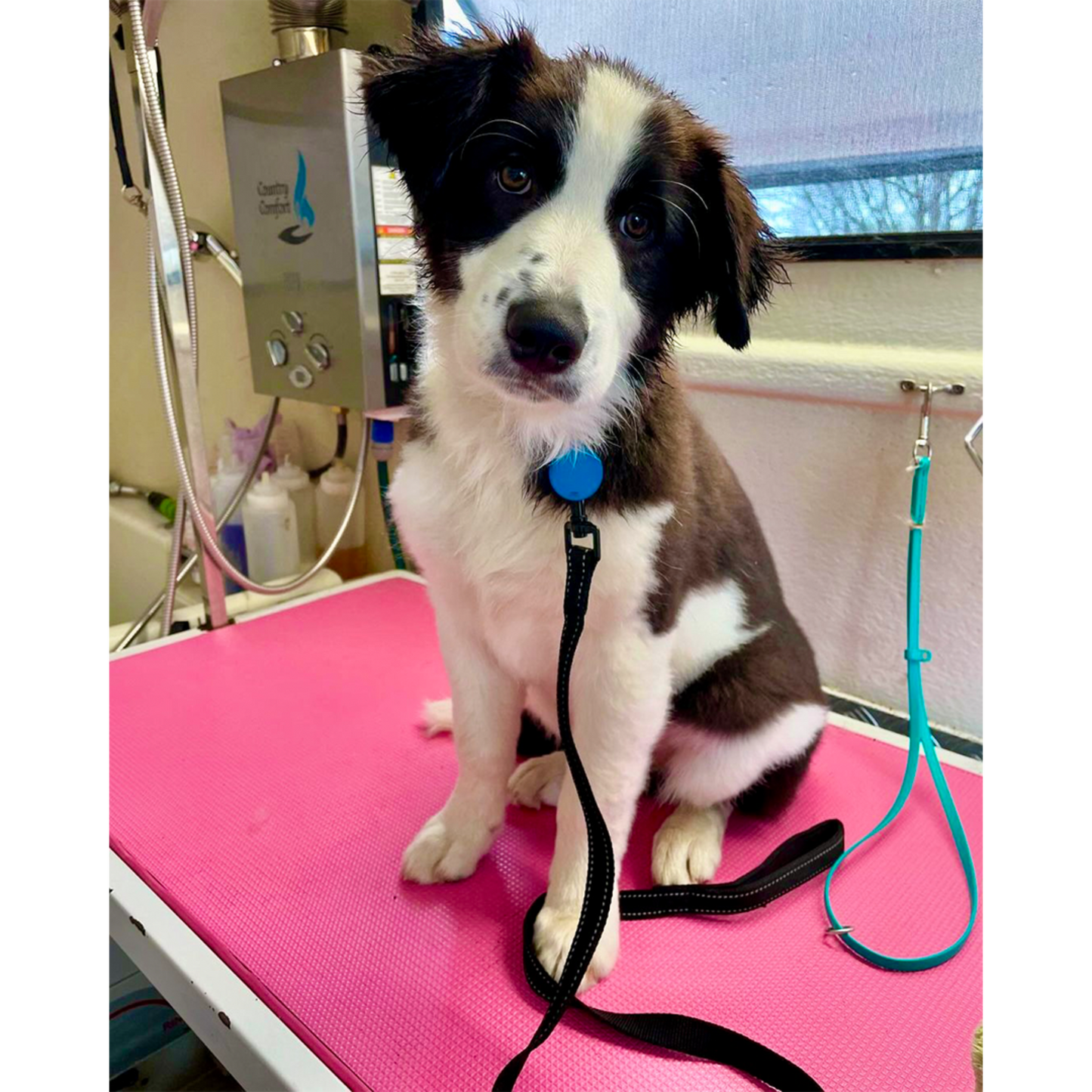 K9-Kate-s-Pampered-Pets