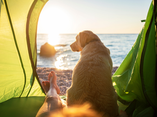 Tips and Tricks For Stress-Free Camping with Pets