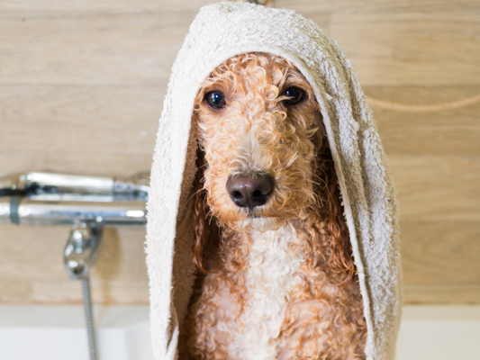 The Advantages of a Portable Water Heater in Dog Grooming