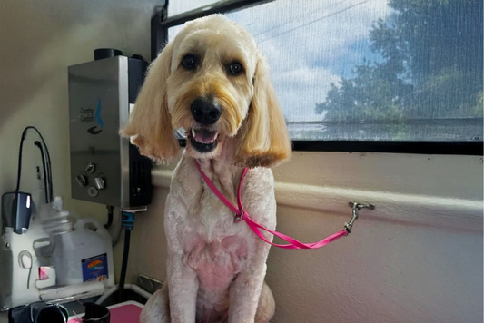 Washing Your Dog While Camping: A Guide to Portable Pet Showers