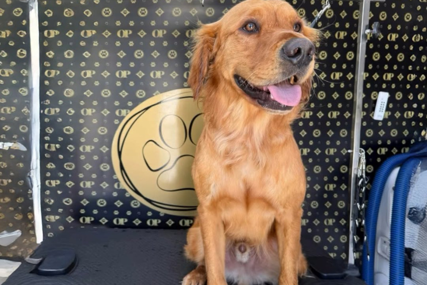 How Mobile Dog Wash Operators Set Up Hot Water