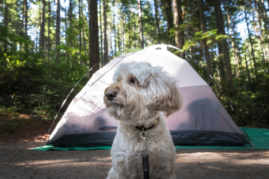 Planning a Pet-Friendly Camping Adventure in Australia