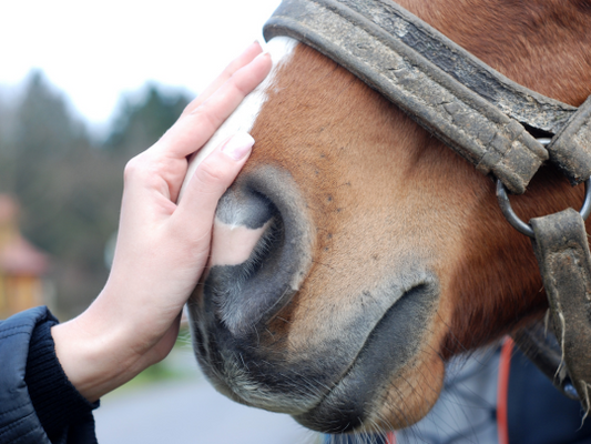 Improving Horse Care with the Country Comfort Portable LPG Water Heater