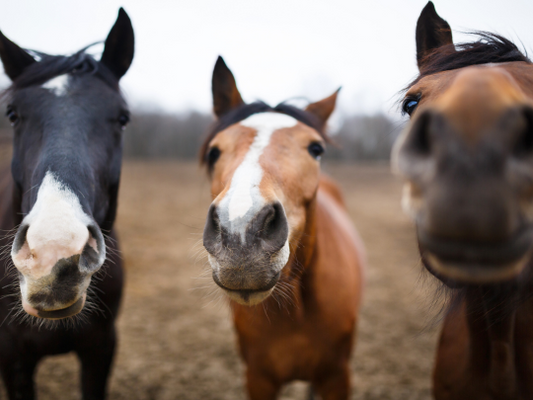 The Benefits of Using a Portable LPG Hot Water System for Horses